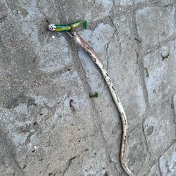 ダイナンウミヘビ