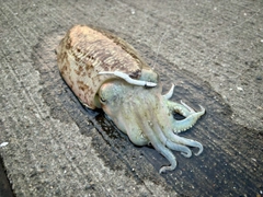 コウイカの釣果