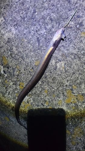 アナゴの釣果