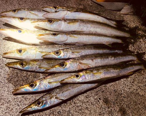 カマスの釣果