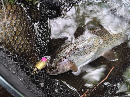 ニジマスの釣果