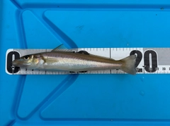 シロギスの釣果