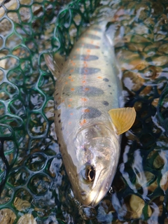 アマゴの釣果
