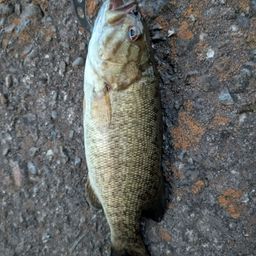 スモールマウスバス