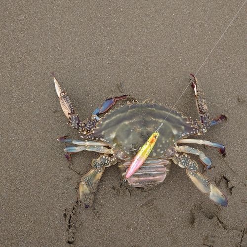 ワタリガニの釣果