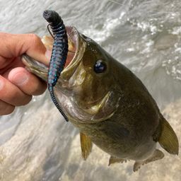スモールマウスバス