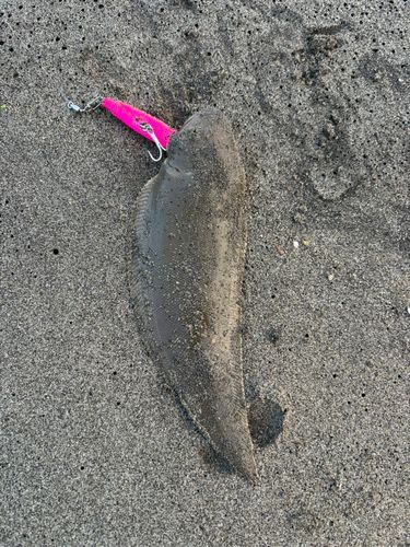 シタビラメ