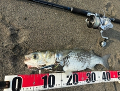 ボラの釣果