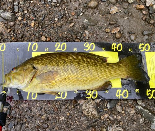 スモールマウスバスの釣果