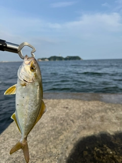 ショゴの釣果