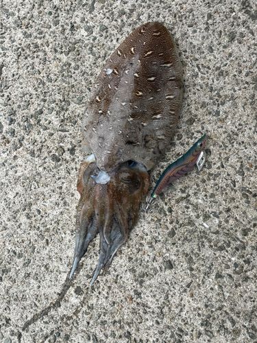 コウイカの釣果