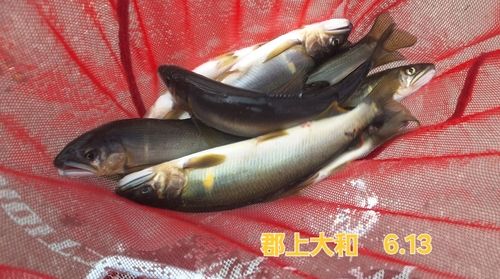 アユの釣果