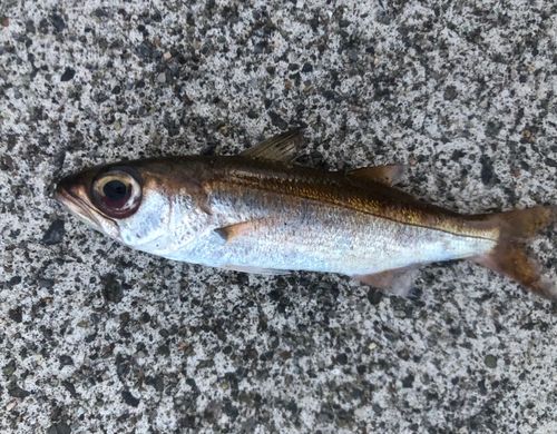 アカムツの釣果