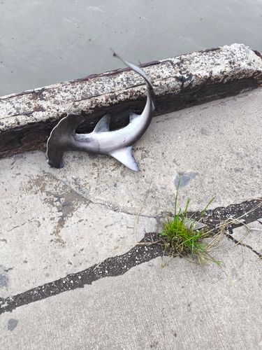 ハンマーヘッドシャークの釣果