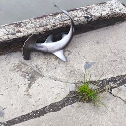 ハンマーヘッドシャーク