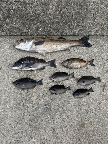 チヌの釣果