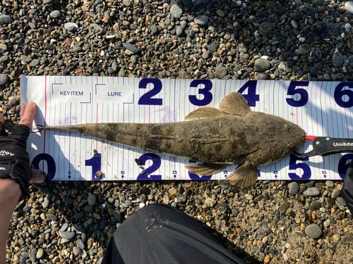 マゴチの釣果