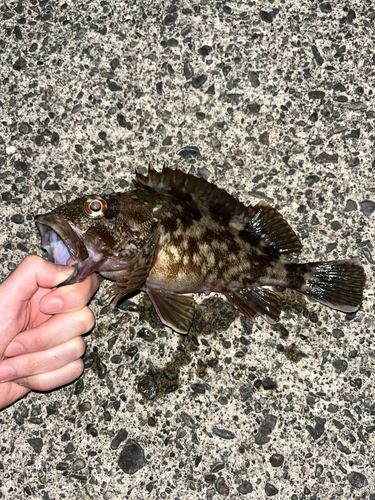 カサゴの釣果