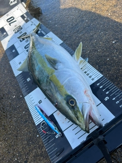 ハマチの釣果