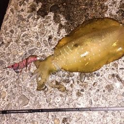 アオリイカ