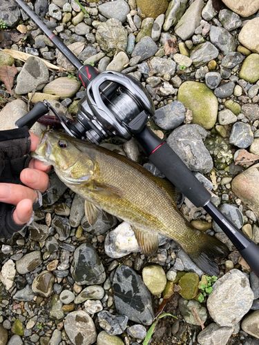 スモールマウスバスの釣果