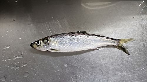 ニシンの釣果