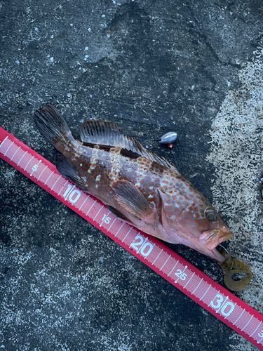 キジハタの釣果