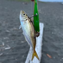 アジ