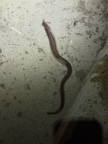 マアナゴの釣果