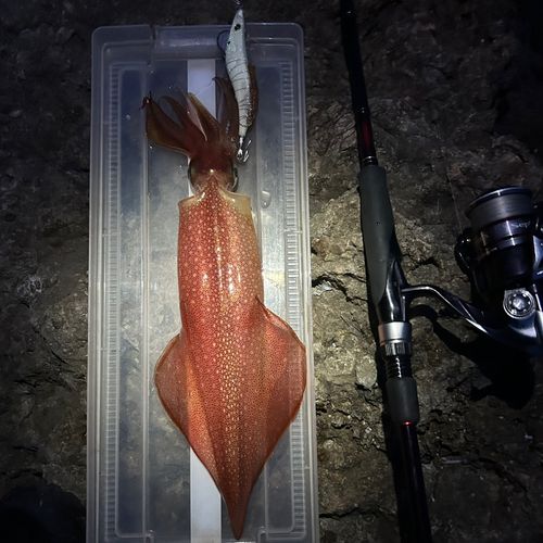 ケンサキイカの釣果