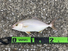 ショゴの釣果