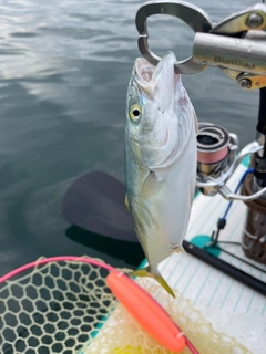 ワカシの釣果