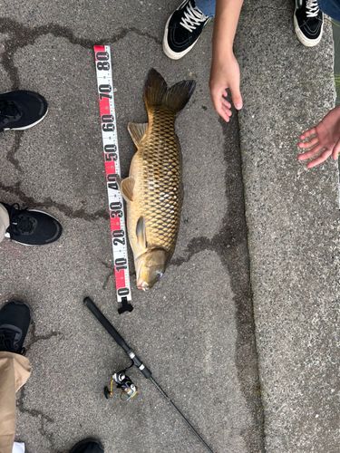 コイの釣果