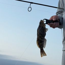 アイナメ