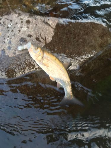 ウグイの釣果