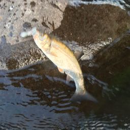 ウグイ