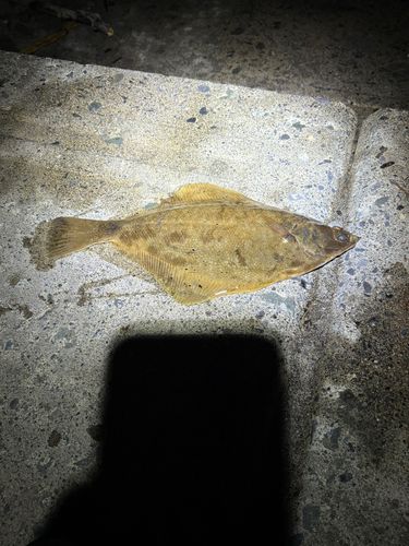 マガレイの釣果