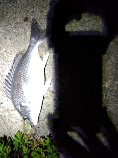 キビレの釣果