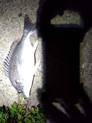 キビレの釣果