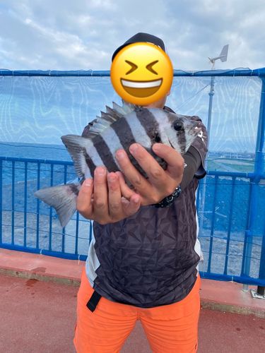 イシダイの釣果