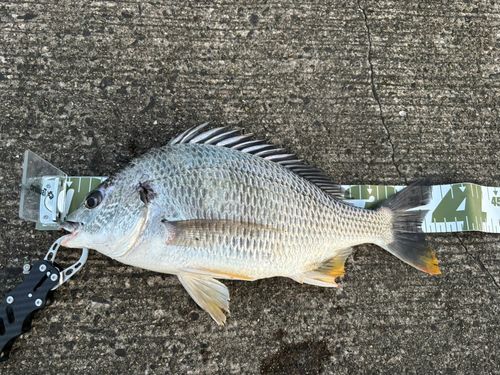 キビレの釣果