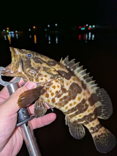 チャイロマルハタ