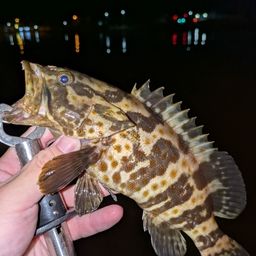 チャイロマルハタ