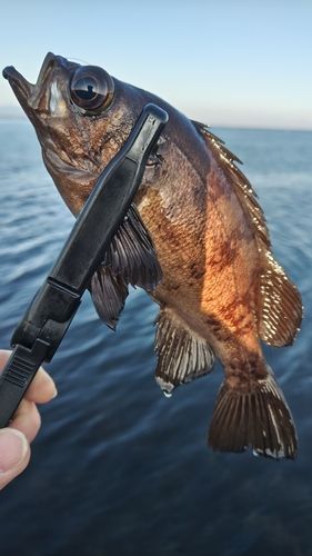 キンメバルの釣果