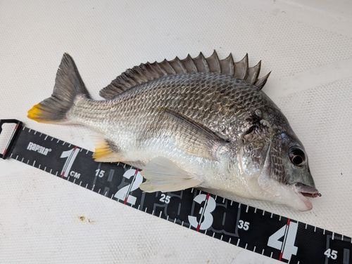 キビレの釣果