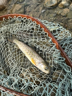イワナの釣果