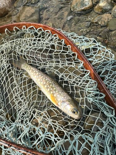 イワナの釣果