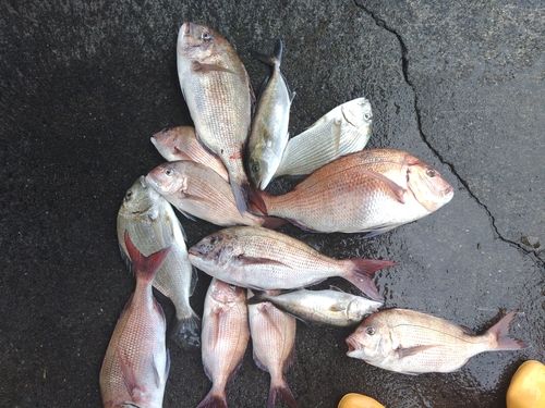 マダイの釣果
