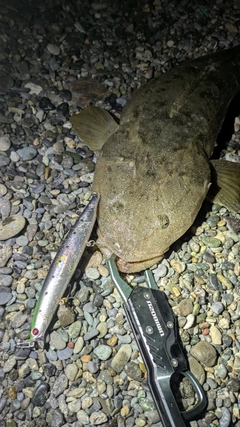 マゴチの釣果