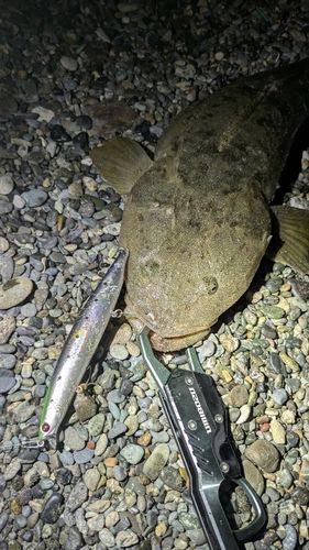 マゴチの釣果